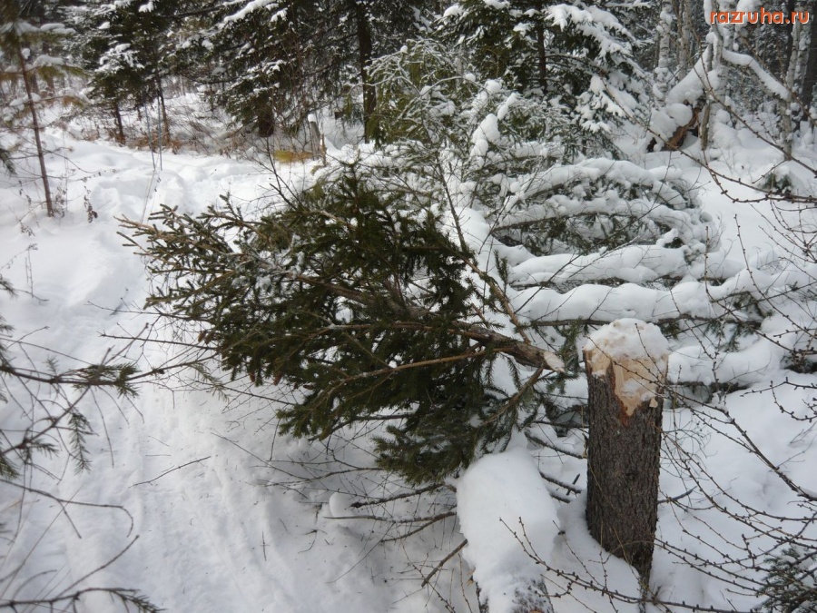 Нижняя Пойма - Жертва Новогоднего камлания