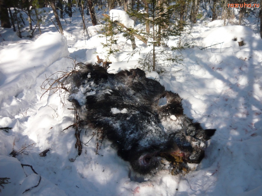 Нижняя Пойма - Итог 