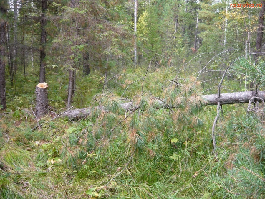 Нижняя Пойма - Две березы плачут