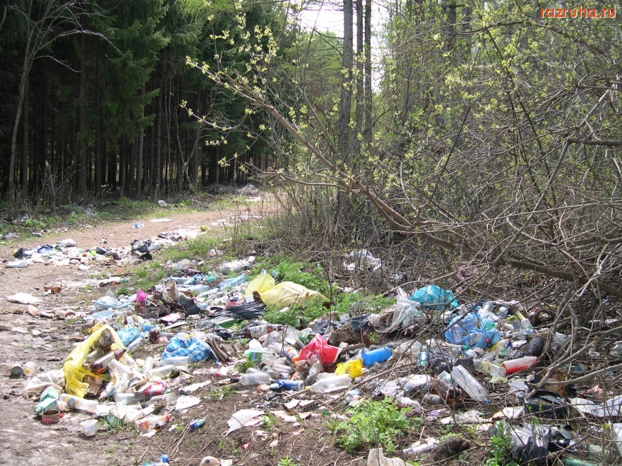 Лобня - Проселочная дорога в лесном массиве