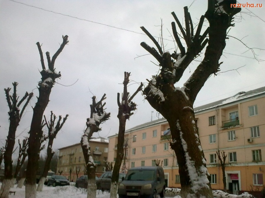 Лосино-Петровский - весенние деревья
