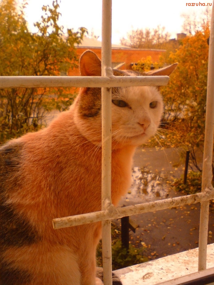 Лосино-Петровский - Красный кот