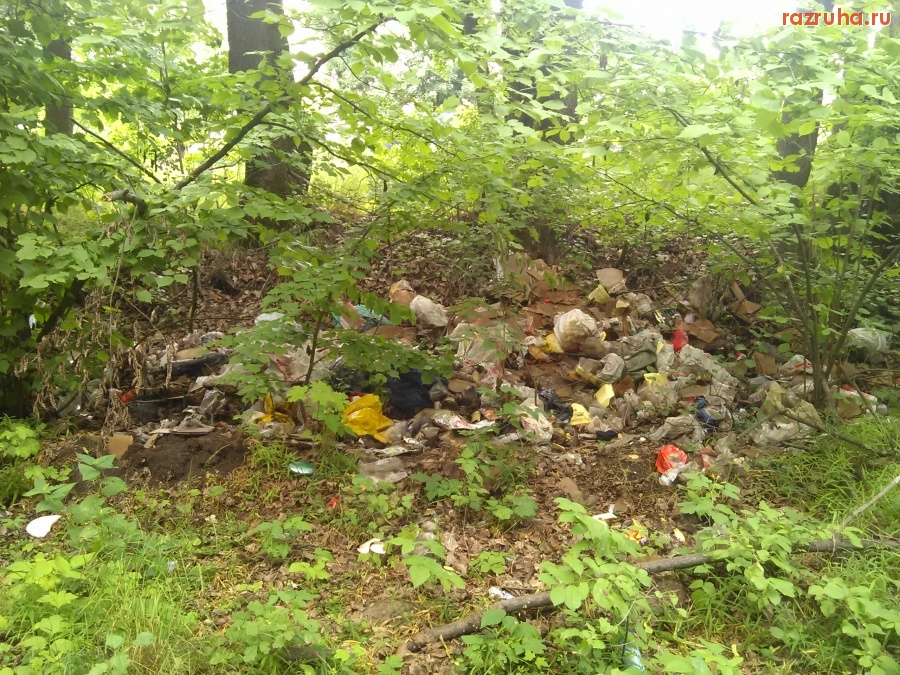 Курская область - В лесу у дороги