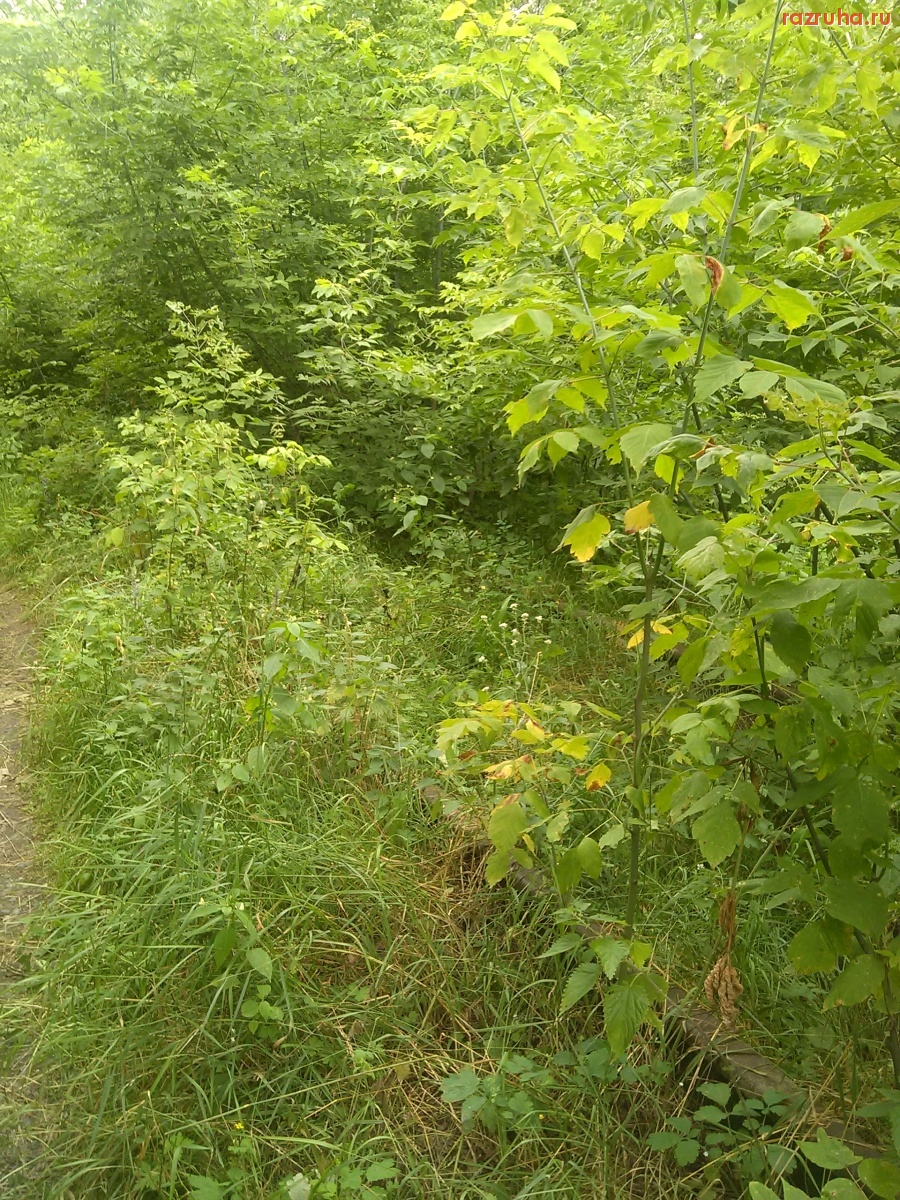 Курская область - Железнодорожный мост