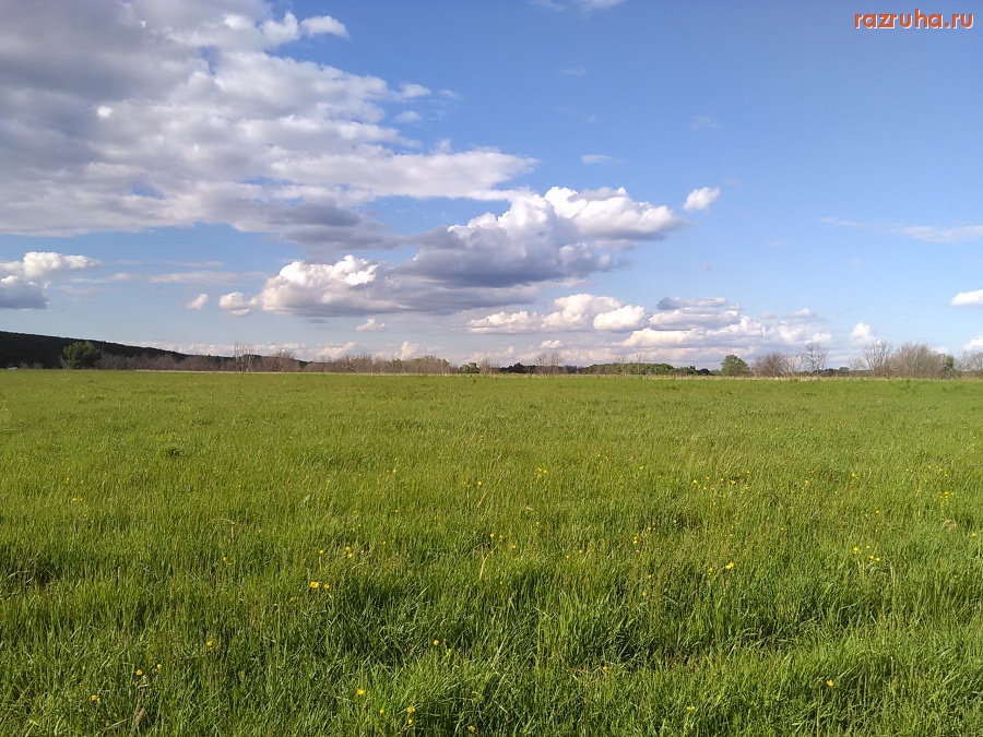 Курская область - Деревья в реке