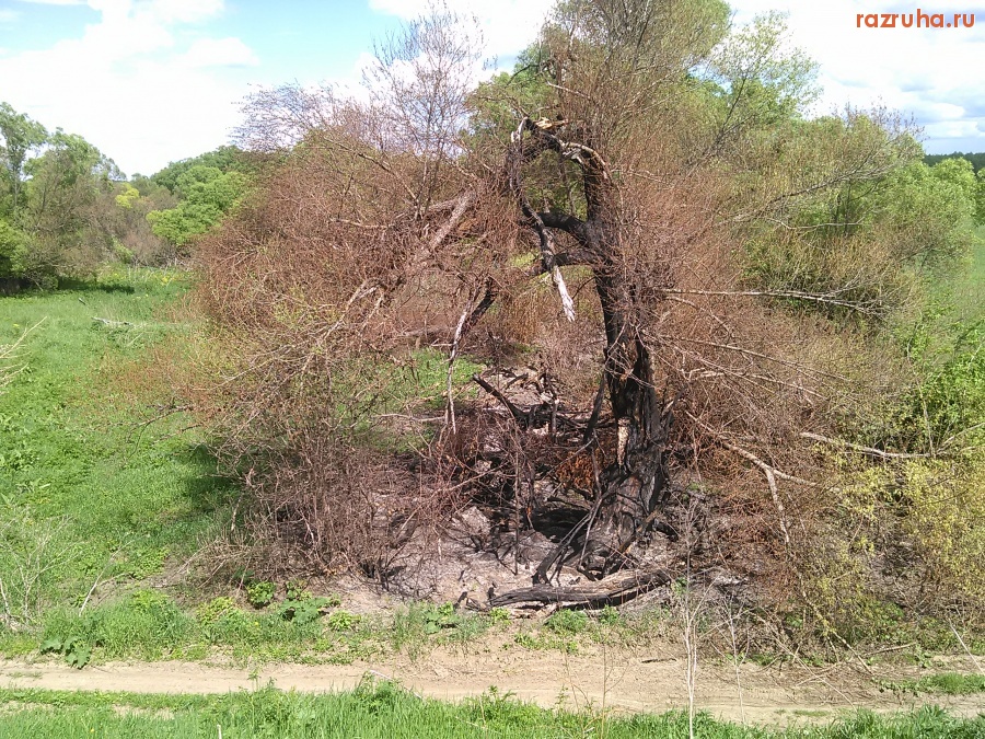 Курская область - Горелые деревья
