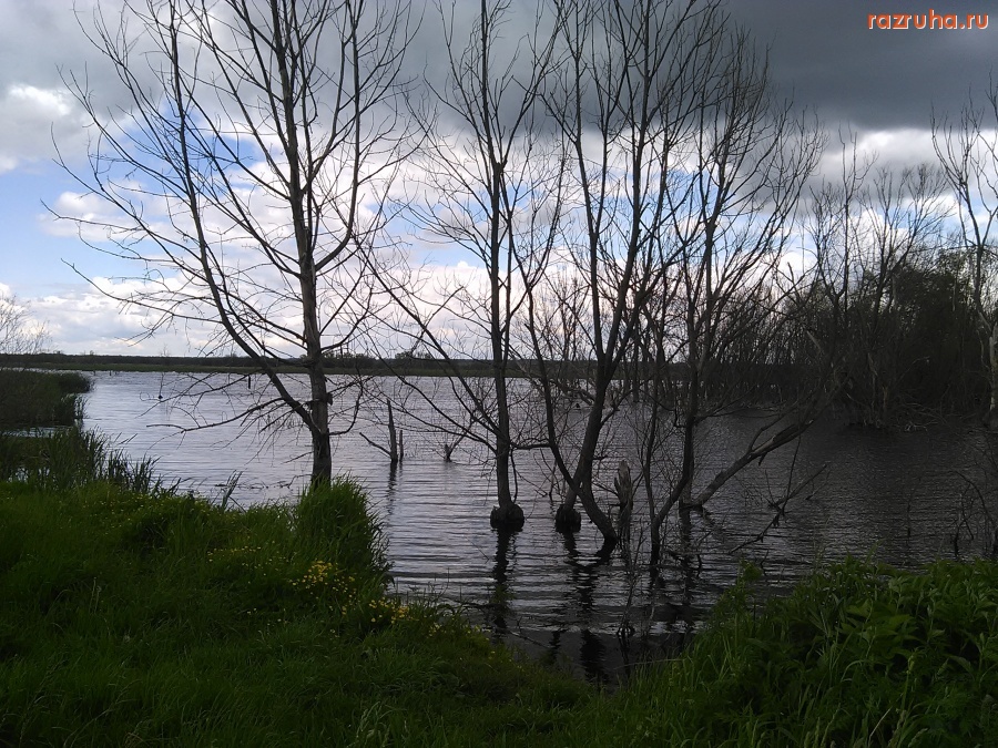 Курская область - Деревья из воды