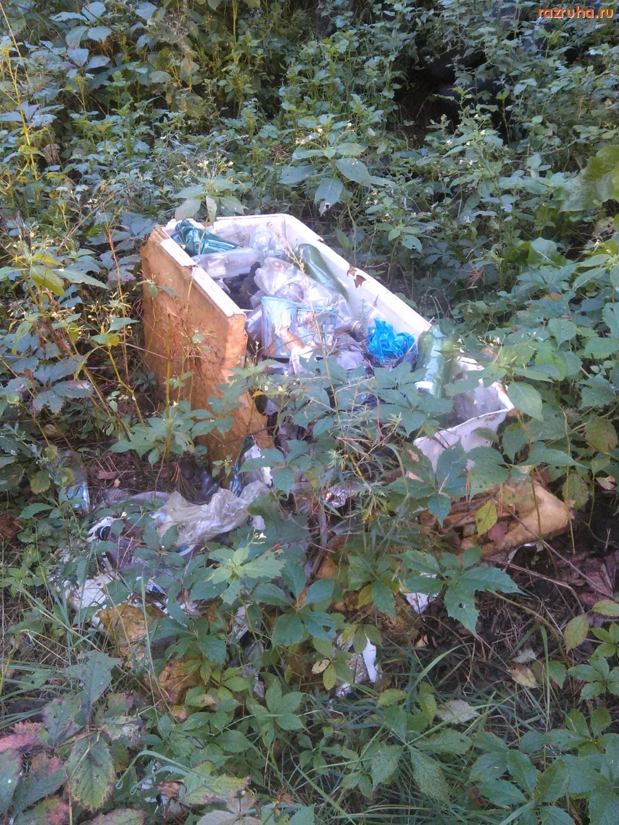 Курская область - В лесу