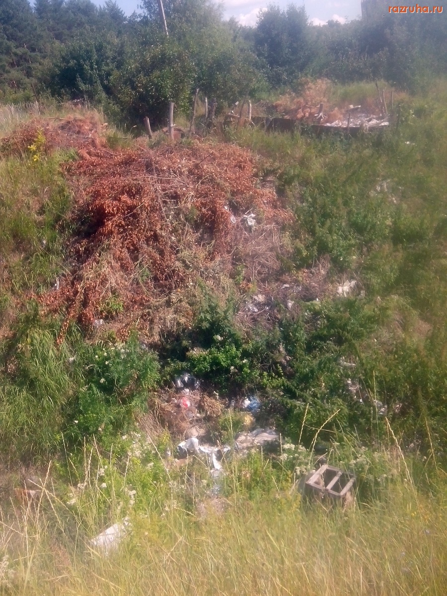 Курская область - Ветки в овраге
