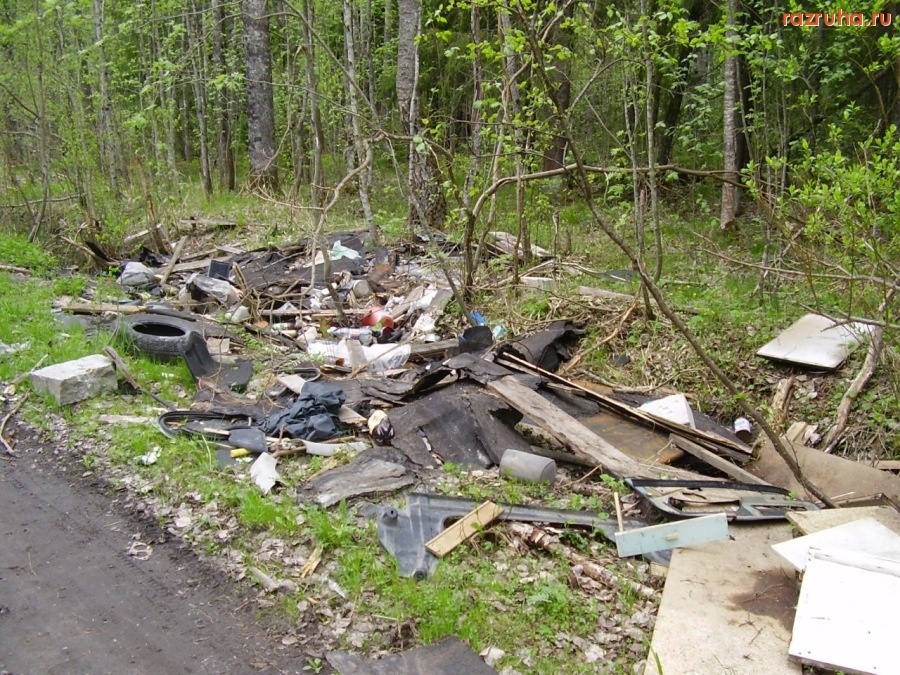 Кингисепп - Кингисеппский лес