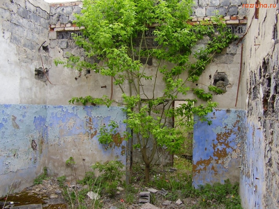 Кингисепп - Ферма крупного рогатого скота