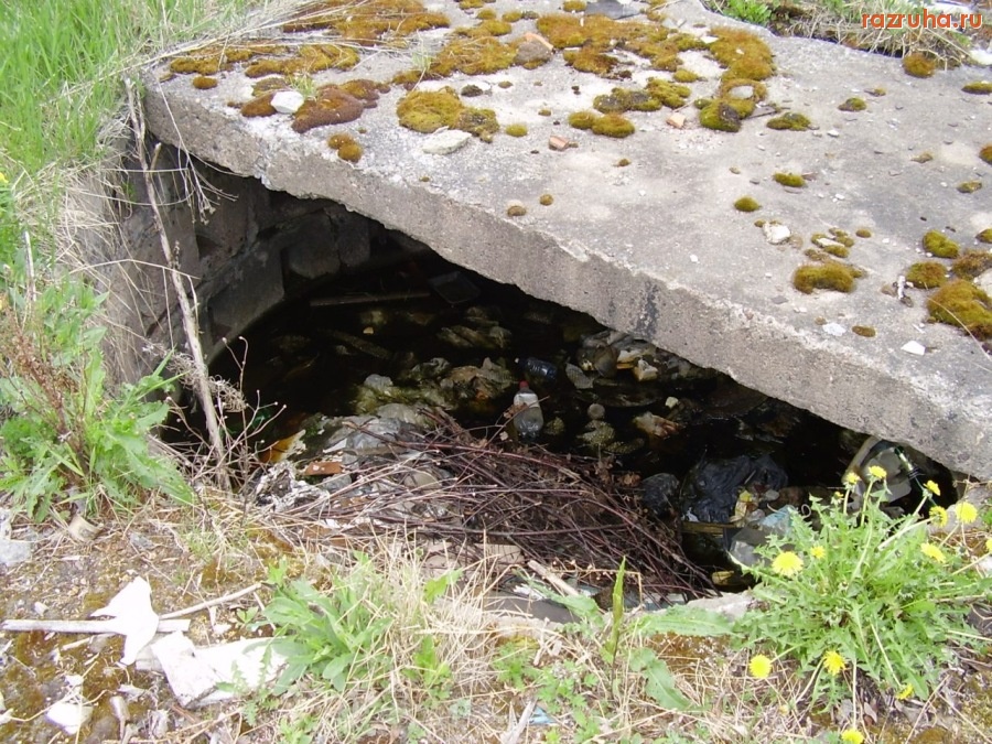 Кингисепп - Ферма крупного рогатого скота