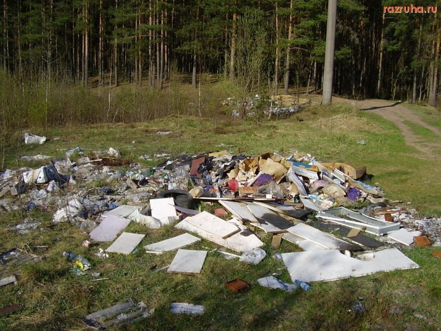 Кингисепп - Лес на окраине Кингисеппа