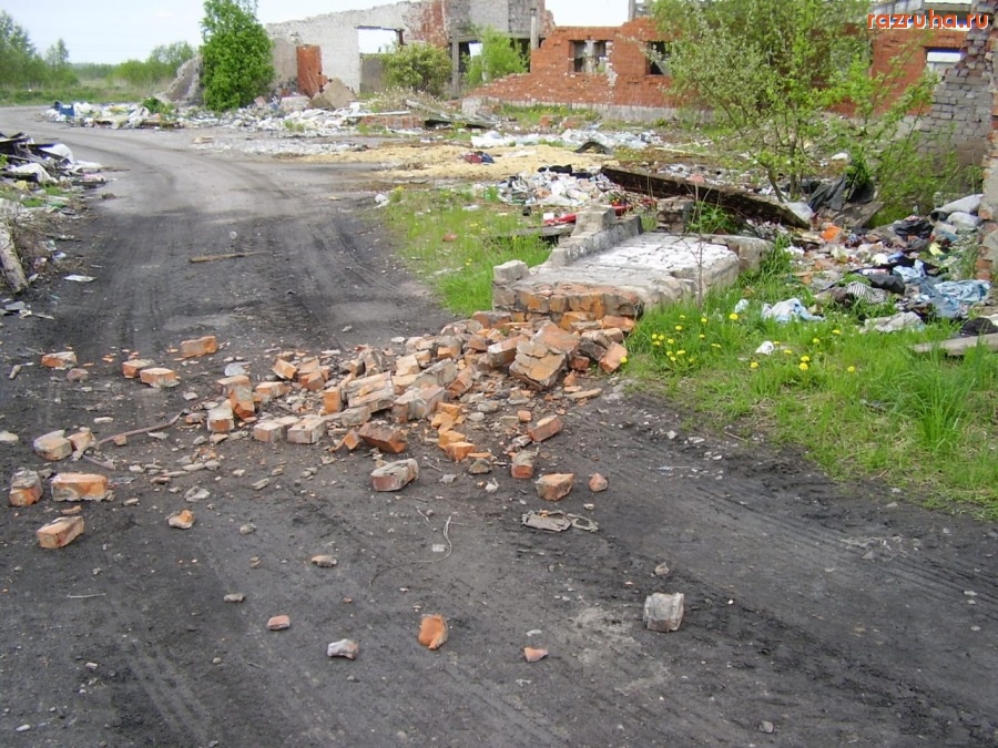 Кингисепп - Ферма крупного рогатого скота