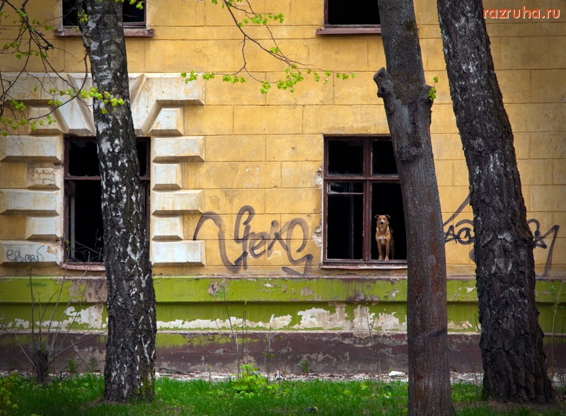 Монино - Одинокая собака