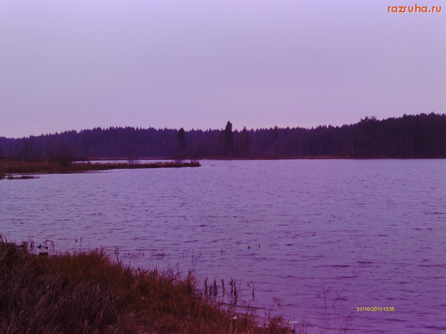 Рощино - Утки и Лебеди