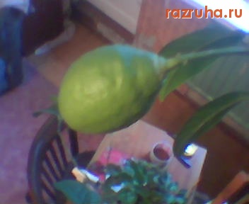 Рощино - Созревающие плоды, лимона, дома.