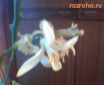 Рощино - Цветок лимона