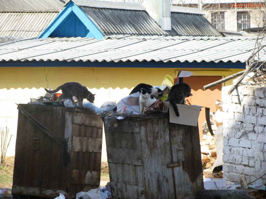 Сернур - кошарус обыкновеннус семейство помойколазных