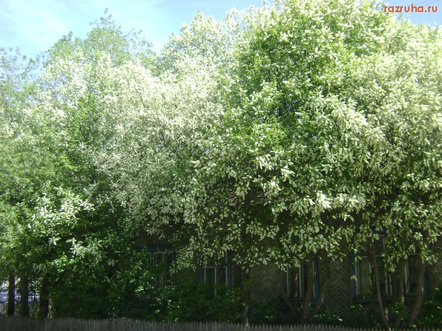 Вахтан - Благоустройство.  	Здание бывшей гостиницы, утопающее в цветущей черёмухе (так было)