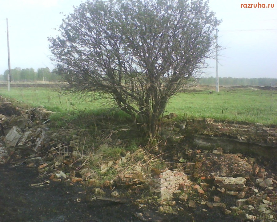 Болотное - Дерево на развалинах