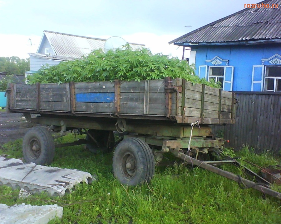 Болотное - трава у дома...