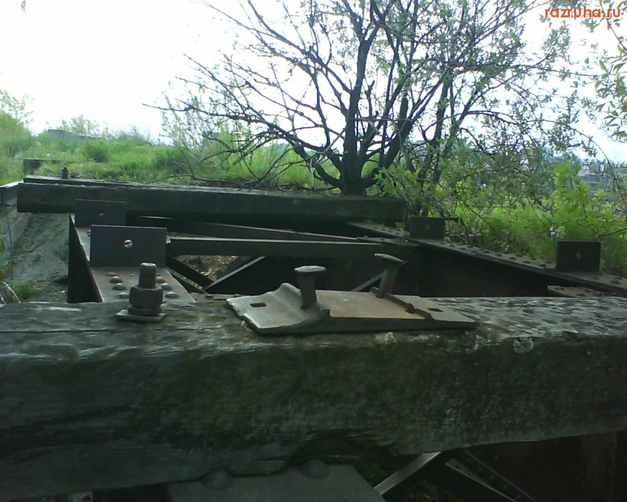 Болотное - дерево