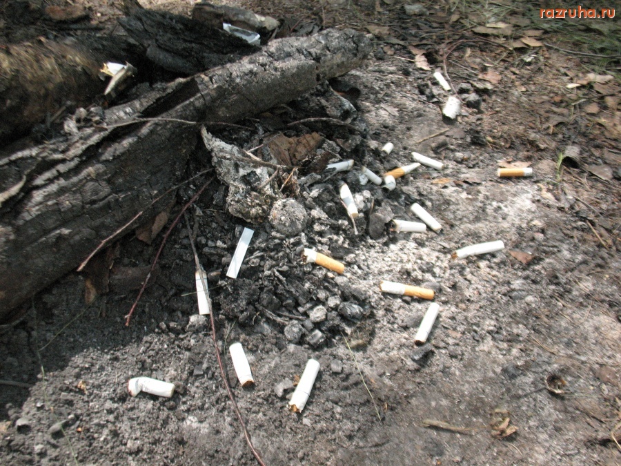 Орловская область - Перекур в лесу.