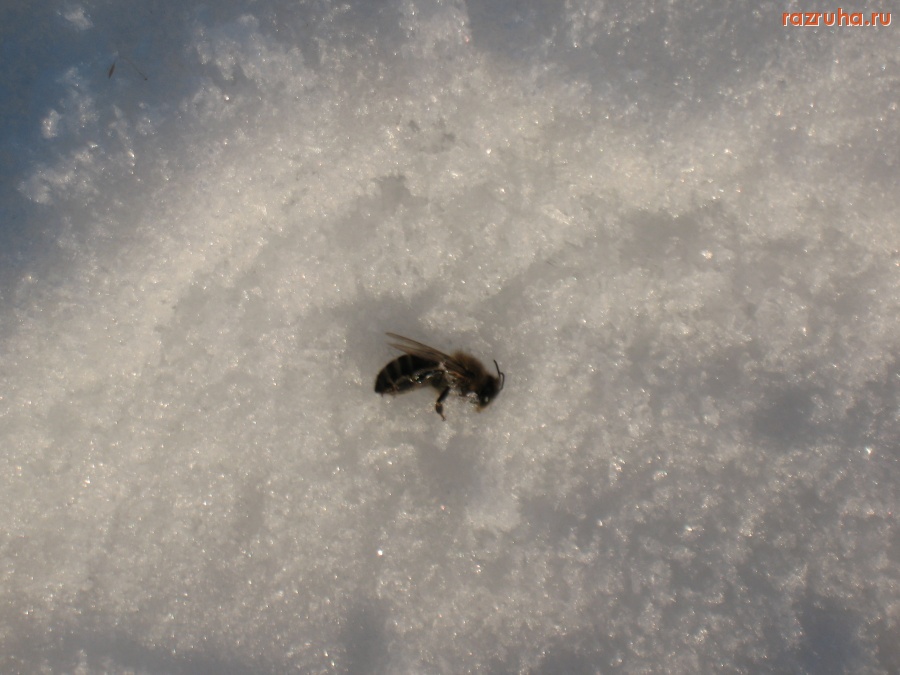 Кромы - Смерть пчелы.