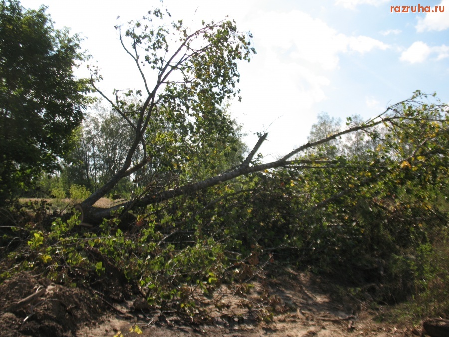Кромы - Смерть дерева.
