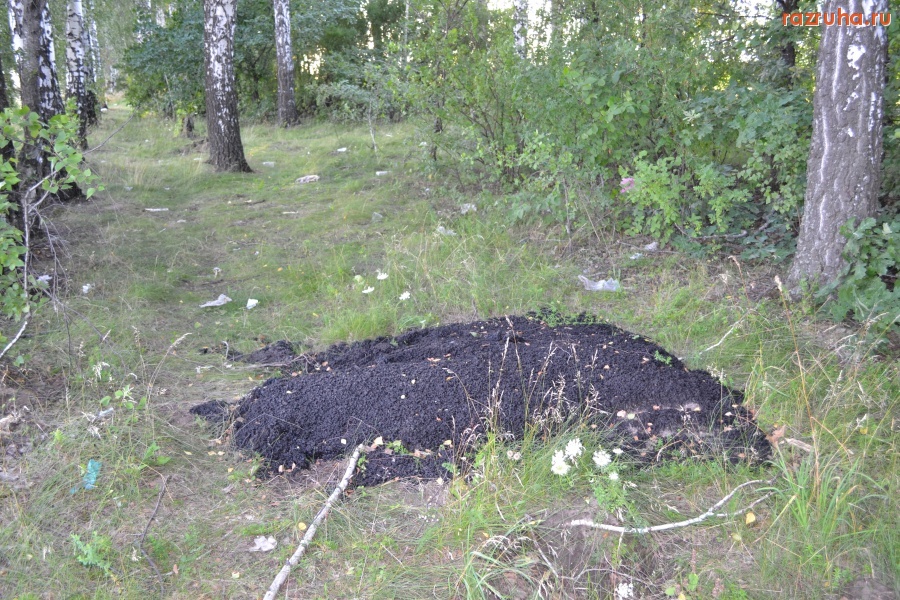 Кромы - Куча асфальта в березовой посадке.