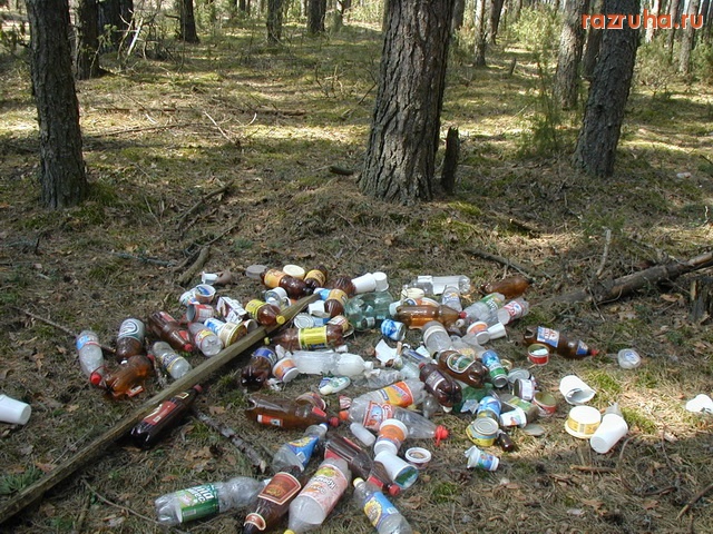 Новоржев - лесная красота