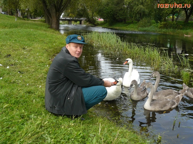 Новоржев - лебеди