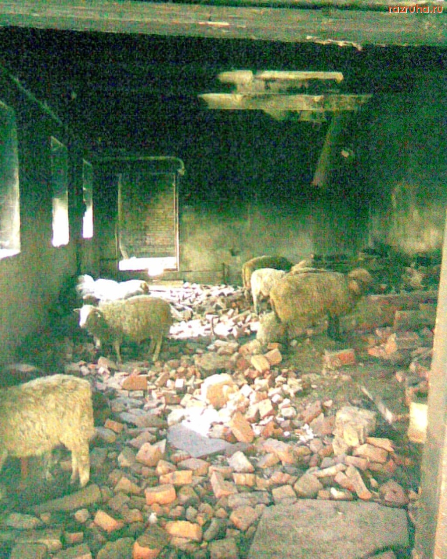 Ермишь - Бараны в топке