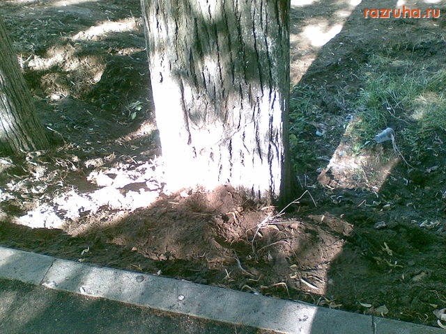 Электроугли - парк пней