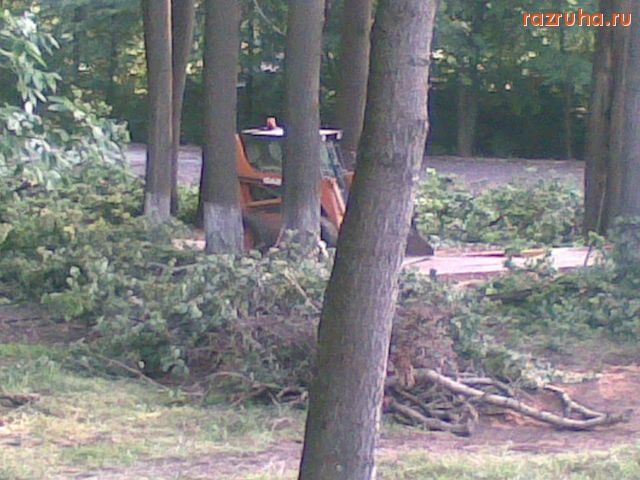 Электроугли - лес