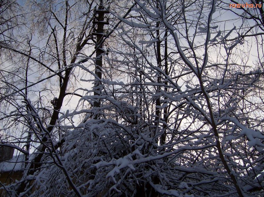 Электроугли - ул.Комсомольская переплетение веток и проводов