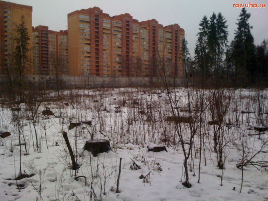 Юбилейный - Рубят Комитетский лес