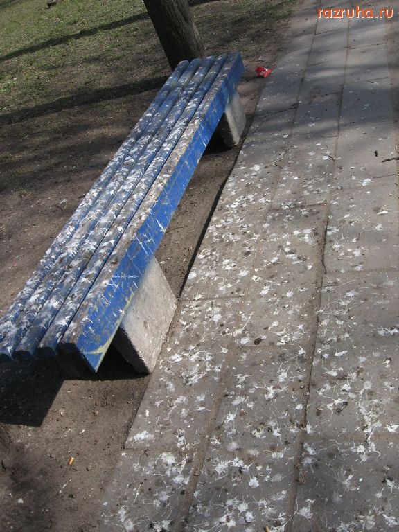 Псков - Птичкины дела