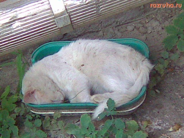 Смешное - Кот в туалете