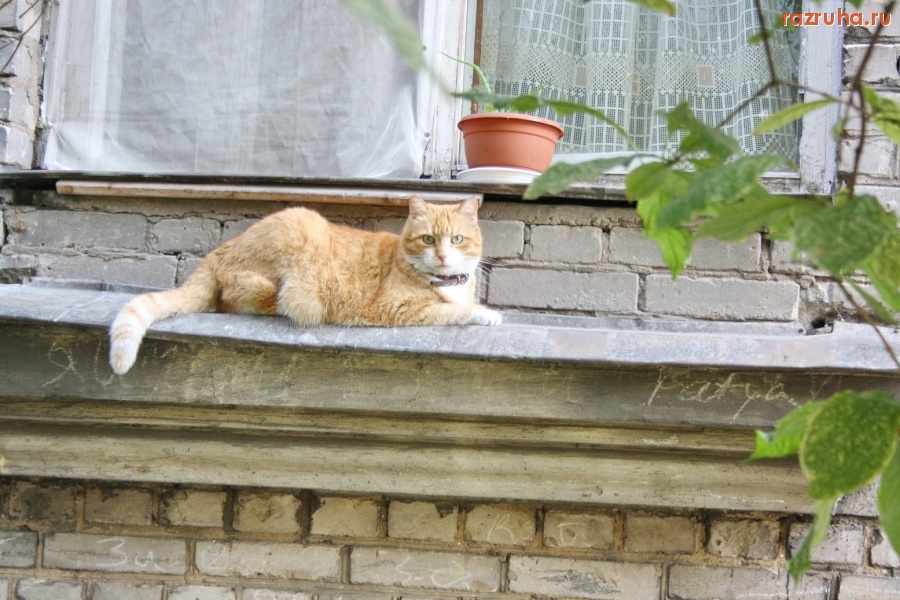 Смешное - Гламурный кот