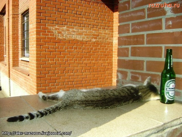 Смешное - Нагулялся