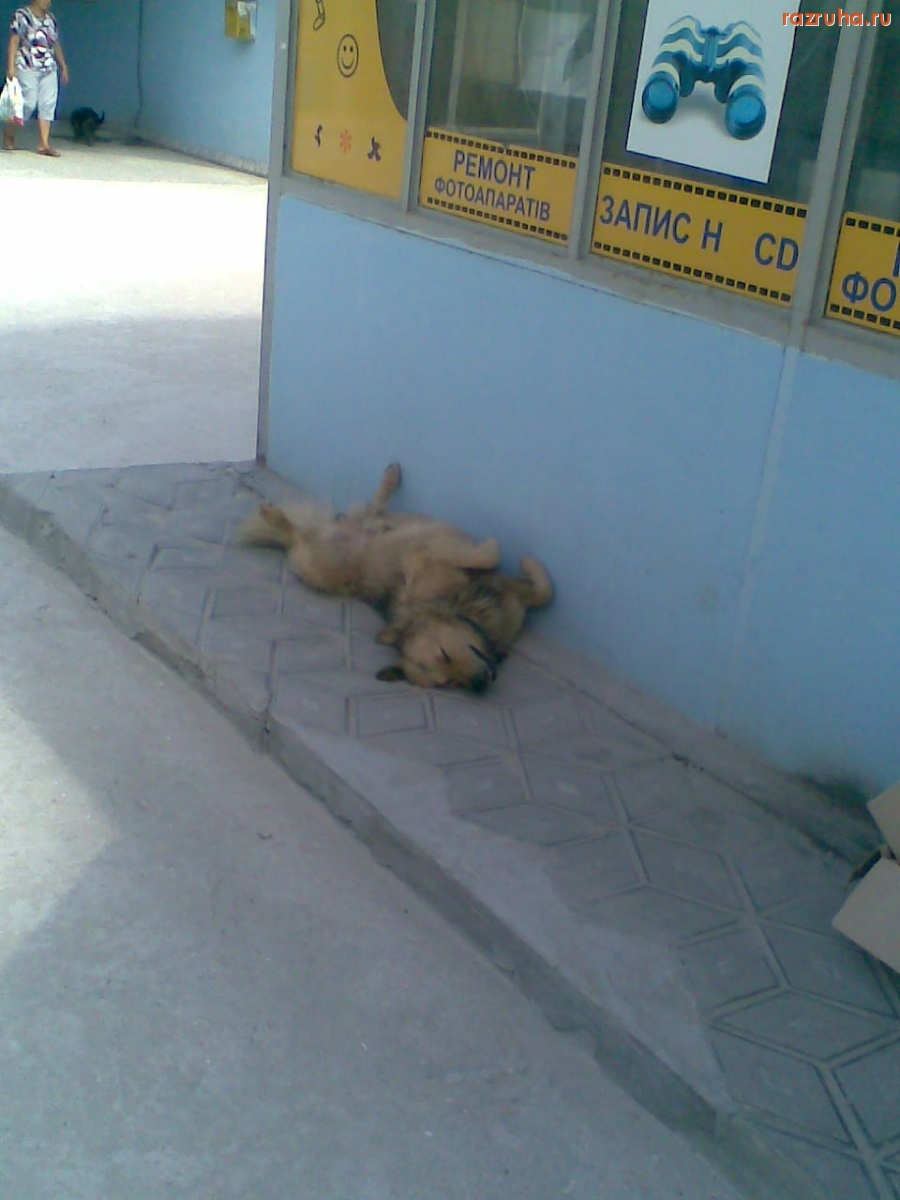 Смешное - Лажа - этот ваш Киотский протокол, бл...