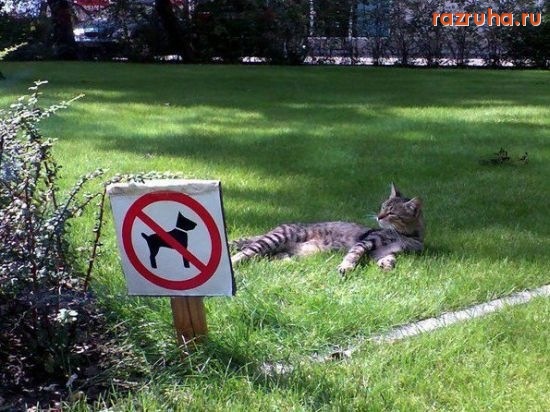 Смешное - котэ зона)