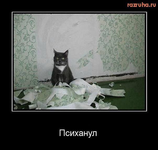 Смешное - КОТЭ психанул)