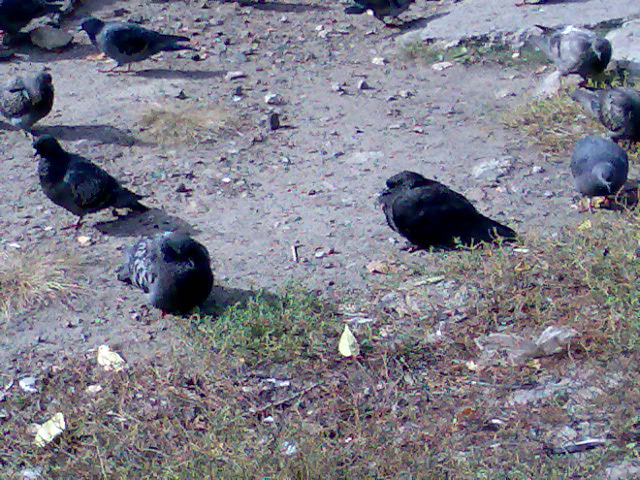 Смешное - Надулись!