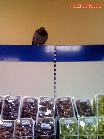 Смешное - От куда голубь взялся в гипермаркете?