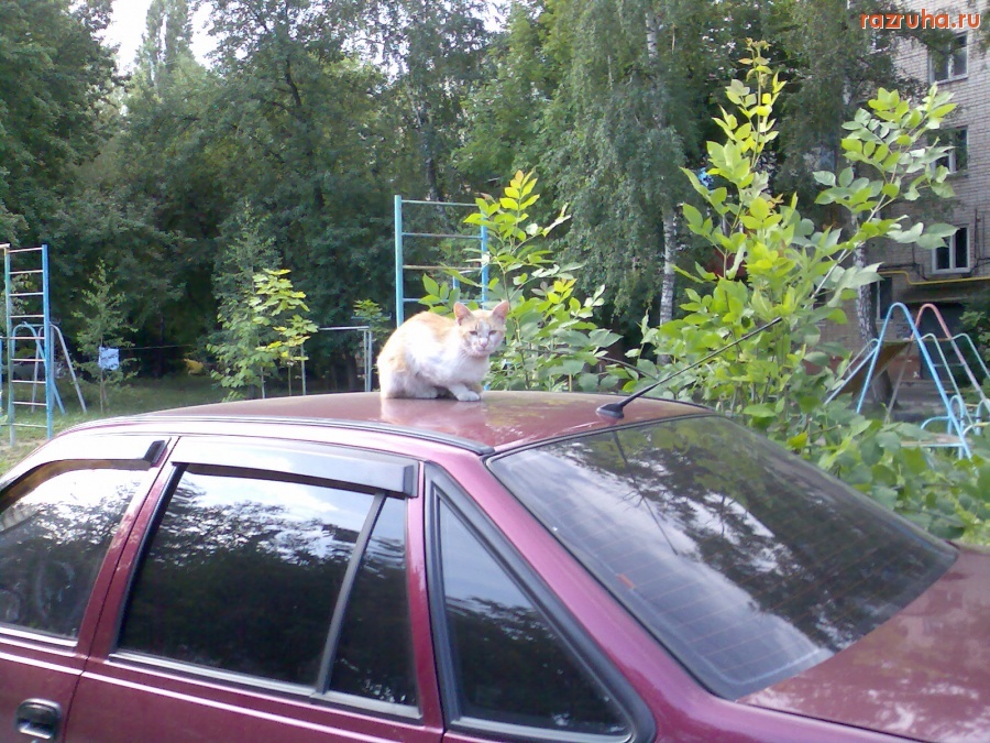 Смешное - На крыше