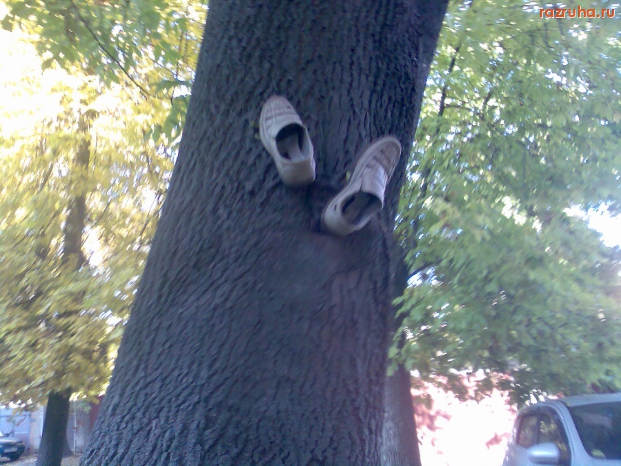 Смешное - По дереву