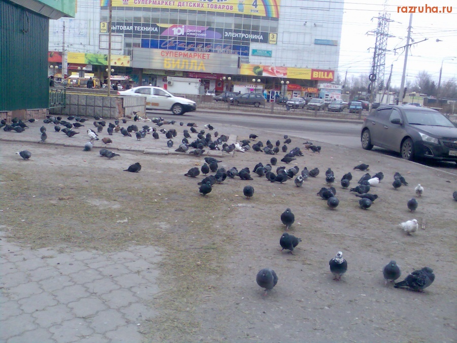 Смешное - Голуби